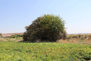 درختچه کهنسال زرشک چارمست اسفراین