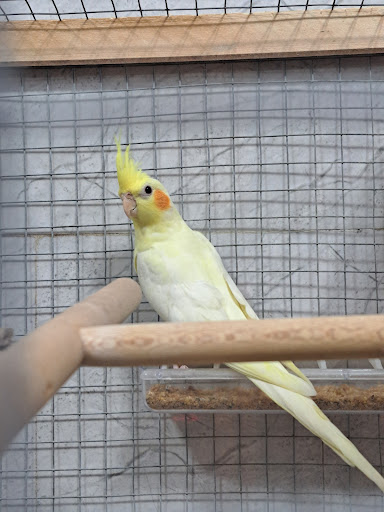 پرنده سرای برنا جوجه