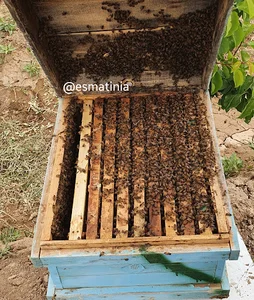 عسل زنبورداری عصمتی نیا