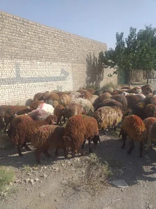 دامداری امیرکاظمی