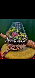 گیاهان آبزی mariene planten