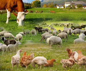 مرکز تحقیقات آموزش کشاورزی و منابع طبیعی گیلان