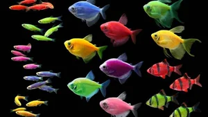 آکواریوم دنیای زیر آب Underwater world aquarium