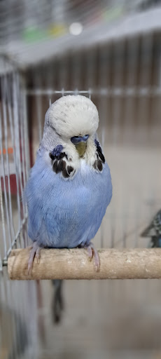 پرنده سرای ققنوس