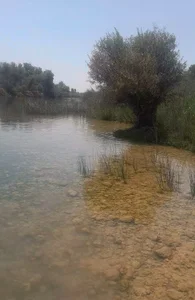 بیشه کوشکک