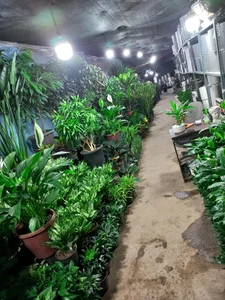 گل و گیاه آپارتمانی سلطانی 2