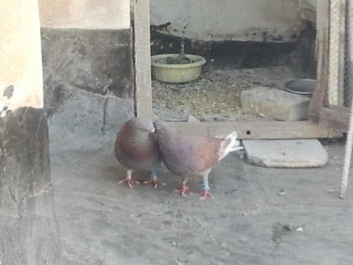 باشگاه کبوتر دانیال