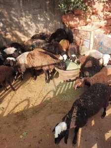 عرضه دام زنده بهداشتی شاهی 2