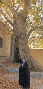 تکیه ششناو