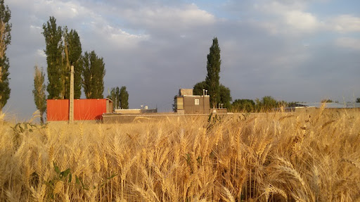 مرغداری و مزرعه قوت علی علیمحمدی