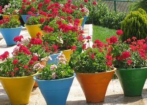 باغبانی سیار اصفهان