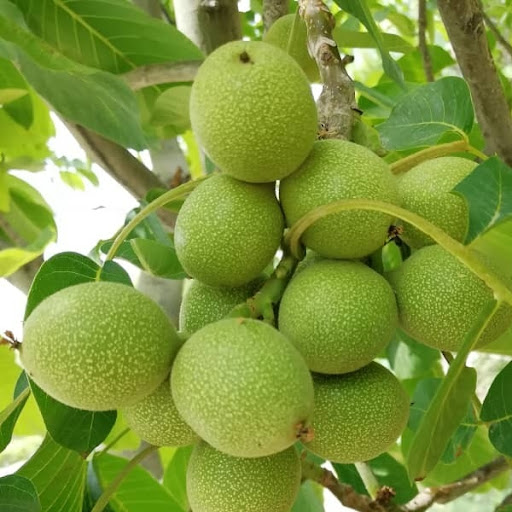 نهالستان دکتر ایزدی