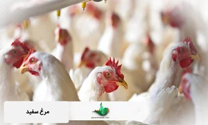 مرغداری سفید ماکیان