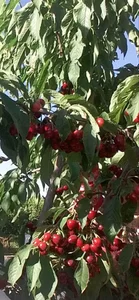 تولیدی گل و نهال تک نهال سپاهان 2