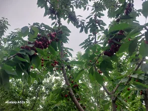 پرديس داوود