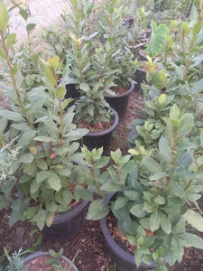 گلخانه نمونه بهمن