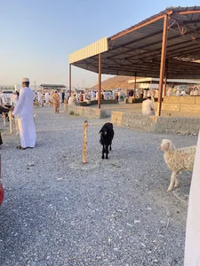سوق إزكي للأغنام