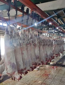کشتارگاه صنعتی صبامرغ زنجان