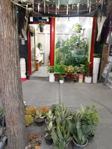 گلخانه آرامش 2