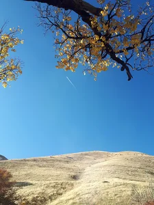 کانی شفا