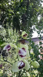 گل کده لاوسون 3