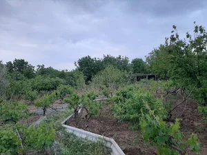 باغ پدر(مرادی)
