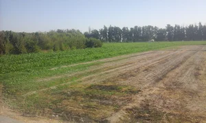 پرورش بوقلمون رضائی