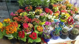ZanbaghTalayi Flower Shop/ گلفروشی زنبق طلایی