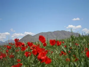 بوستان لاله