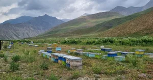 زنبورستان مهدی کلهر 2