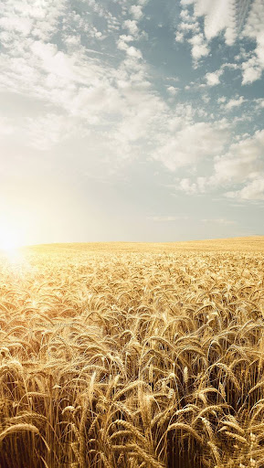 پخش گل طبیعی حاتم یار