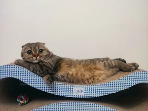 Royal veterinary clinic