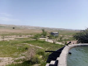 مزرعه مک آرین