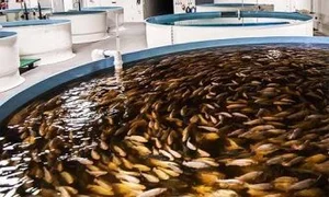 پرورش ماهی های زینتی اسلانی