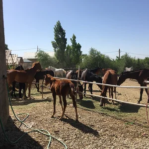 باشگاه سوارکاری امین