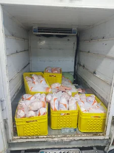 مرغ و گوشت کشتارروز دولتی