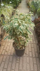 گلخانه هشت باغ 3