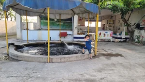 فروشگاه ماهی قزل آلای زنده رنگین کمان