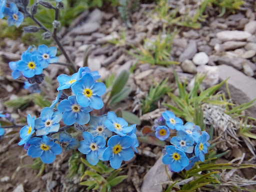 باغ و ویلای مهدی تنوره