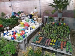 گل و گیاه اصفهان ناز