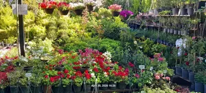 بازار گل آسمان 2