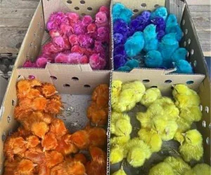 فروش ویژه جوجه رنگی با کیفیت ممتاز - قیمت اردک یک روزه