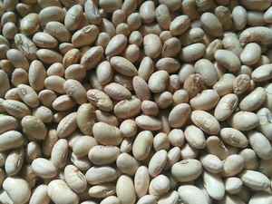 کارگاه نخود پزی حاج اقا محمدی