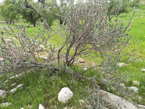 گلخانه سازان اشتاد