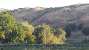 پارک سایمون