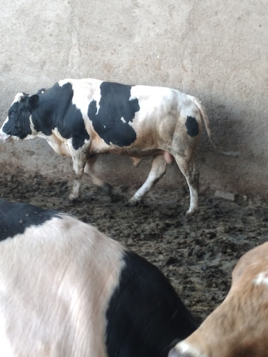 دامداری ابوالفضل سالاری