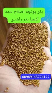 مرکز فروش بذر یونجه کیمیا بذر راشدی مرکز بوجاری وبسته بندی محصولات کشاورزی 3