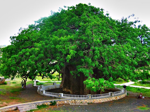 AL Ghareeb Tree