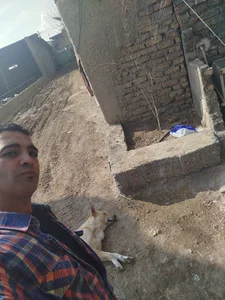 دامپروری عرب