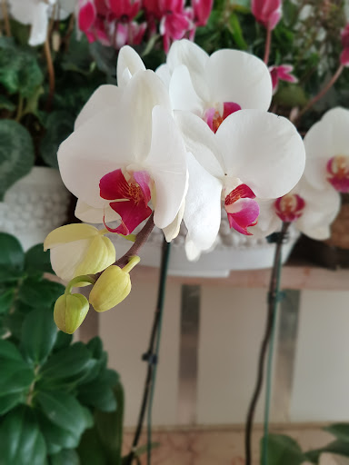 گلفروشی ترنج